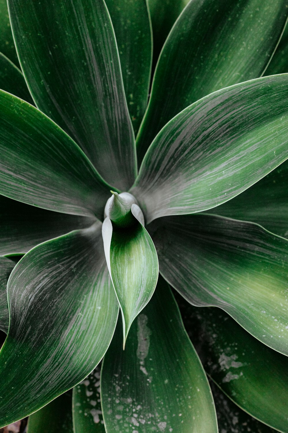 green plant in close up photography