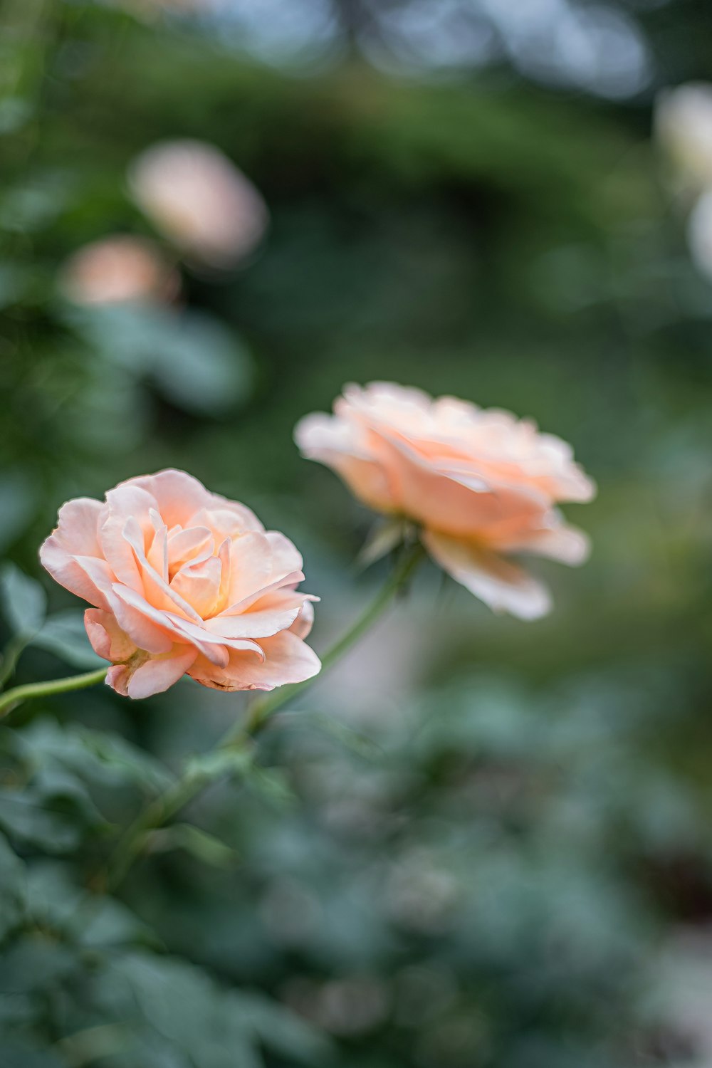 pink flower in tilt shift lens