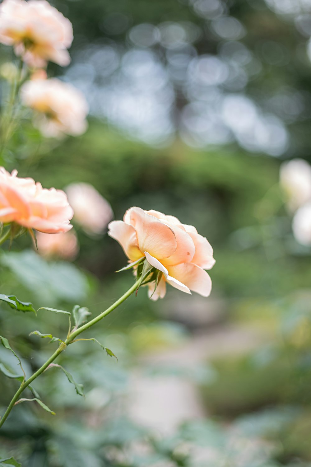 pink rose in bloom during daytime