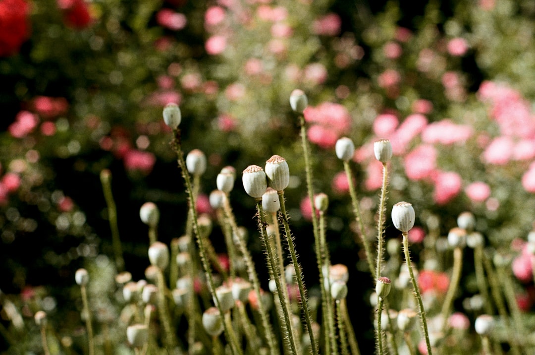 white and pink flower buds