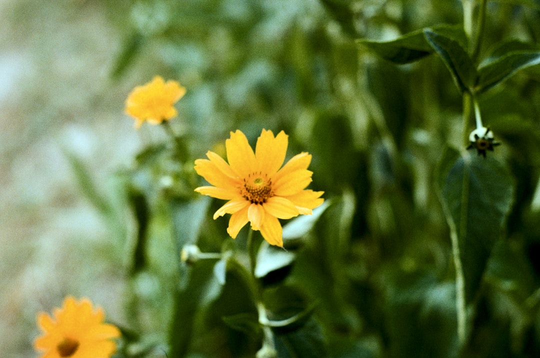 yellow flower in tilt shift lens