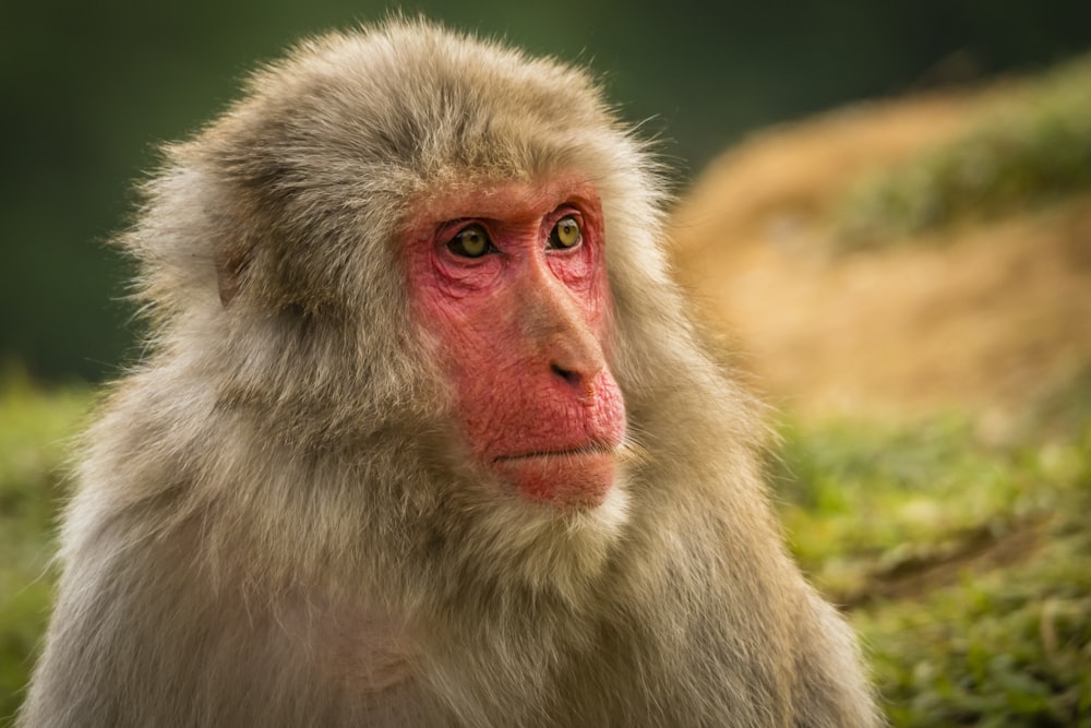 macaco marrom na lente do deslocamento da inclinação