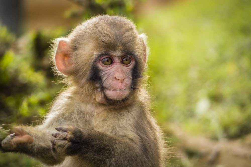 brown monkey on green grass during daytime