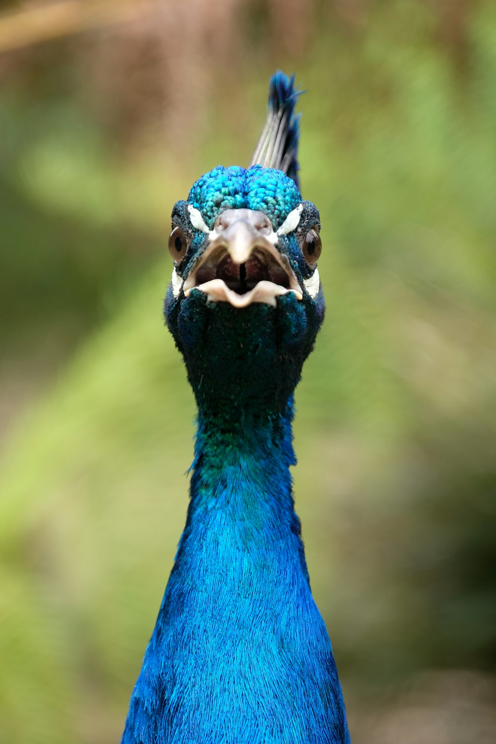 blue peacock in close up photography