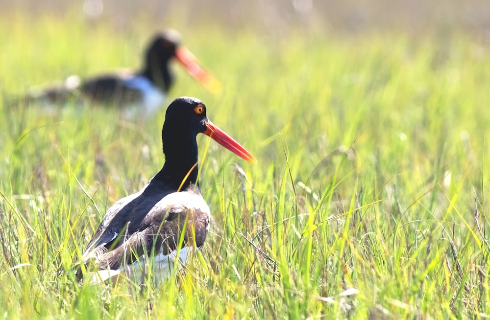 black and white bird on green grass during daytime