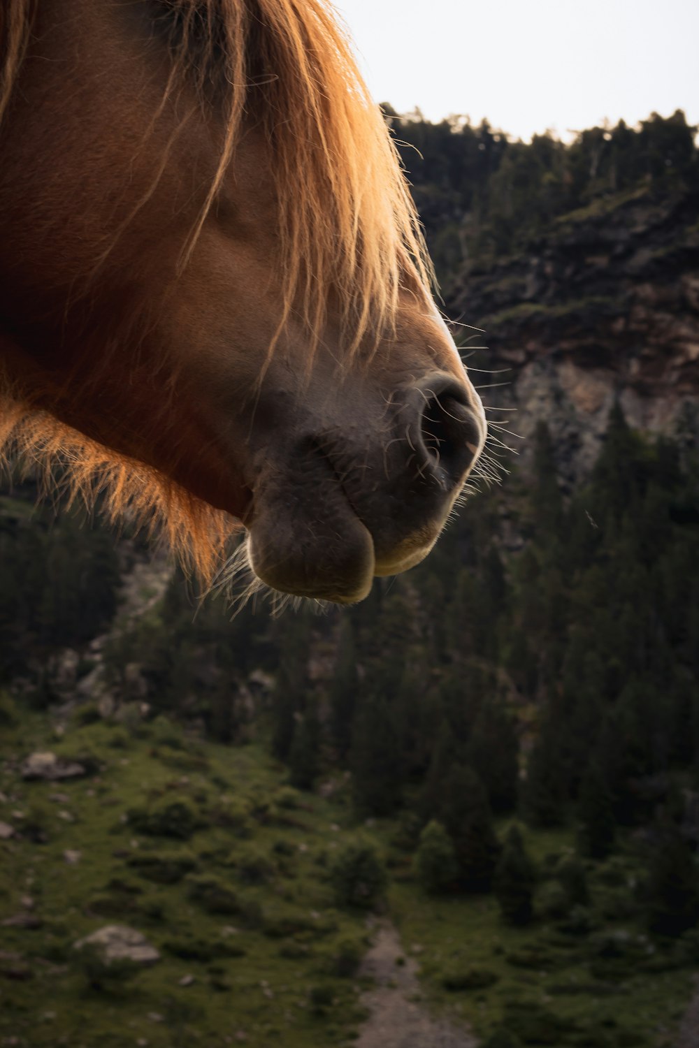 brown horse eating grass during daytime