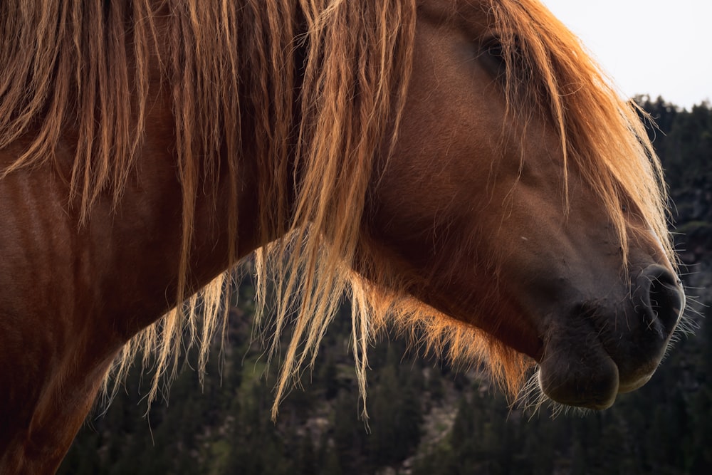 brown horse in close up photography