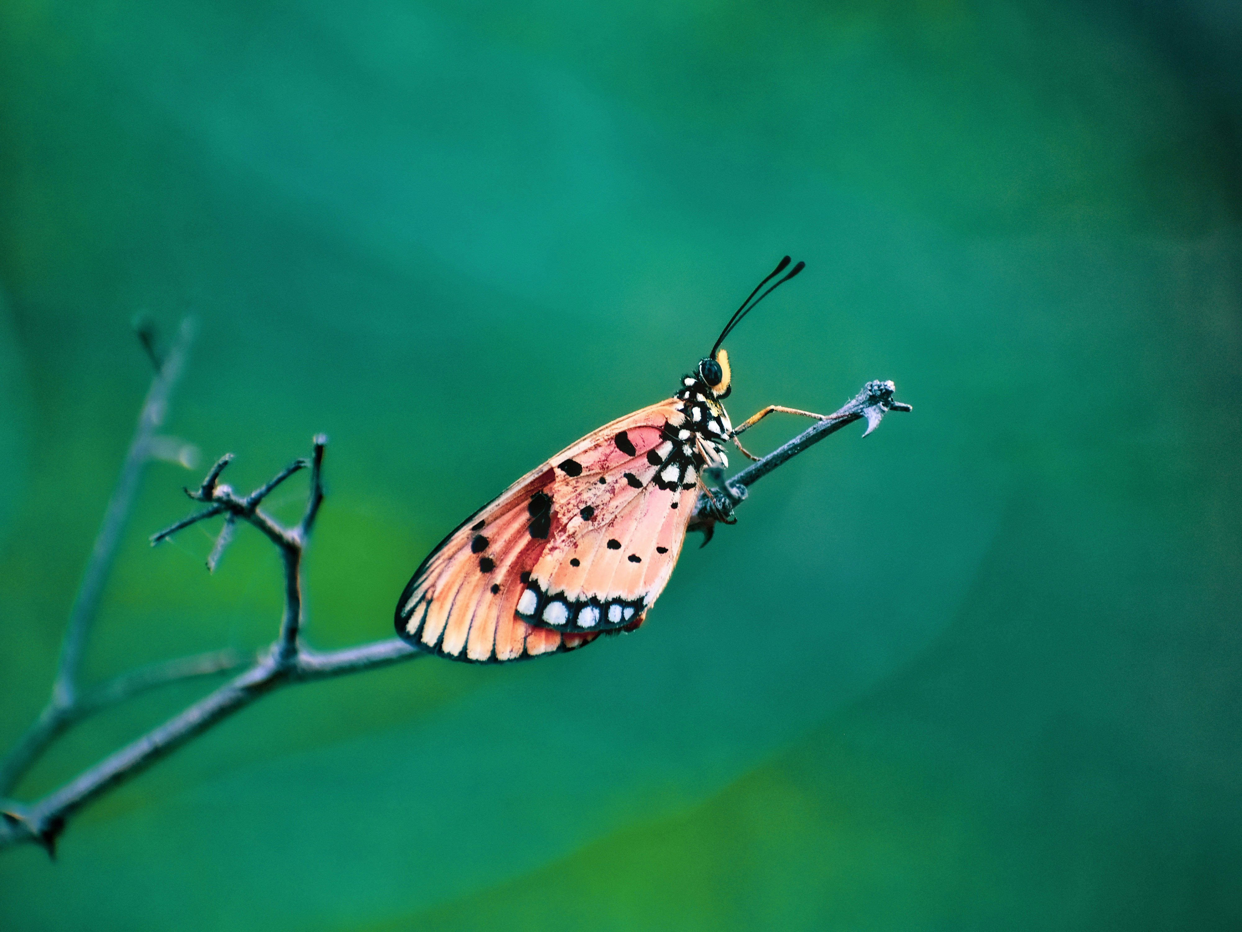 brown and black butterfly perched on brown stem in close up photography during daytime