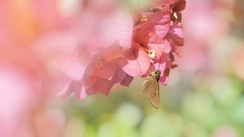 mariposa marrón en flor rosa