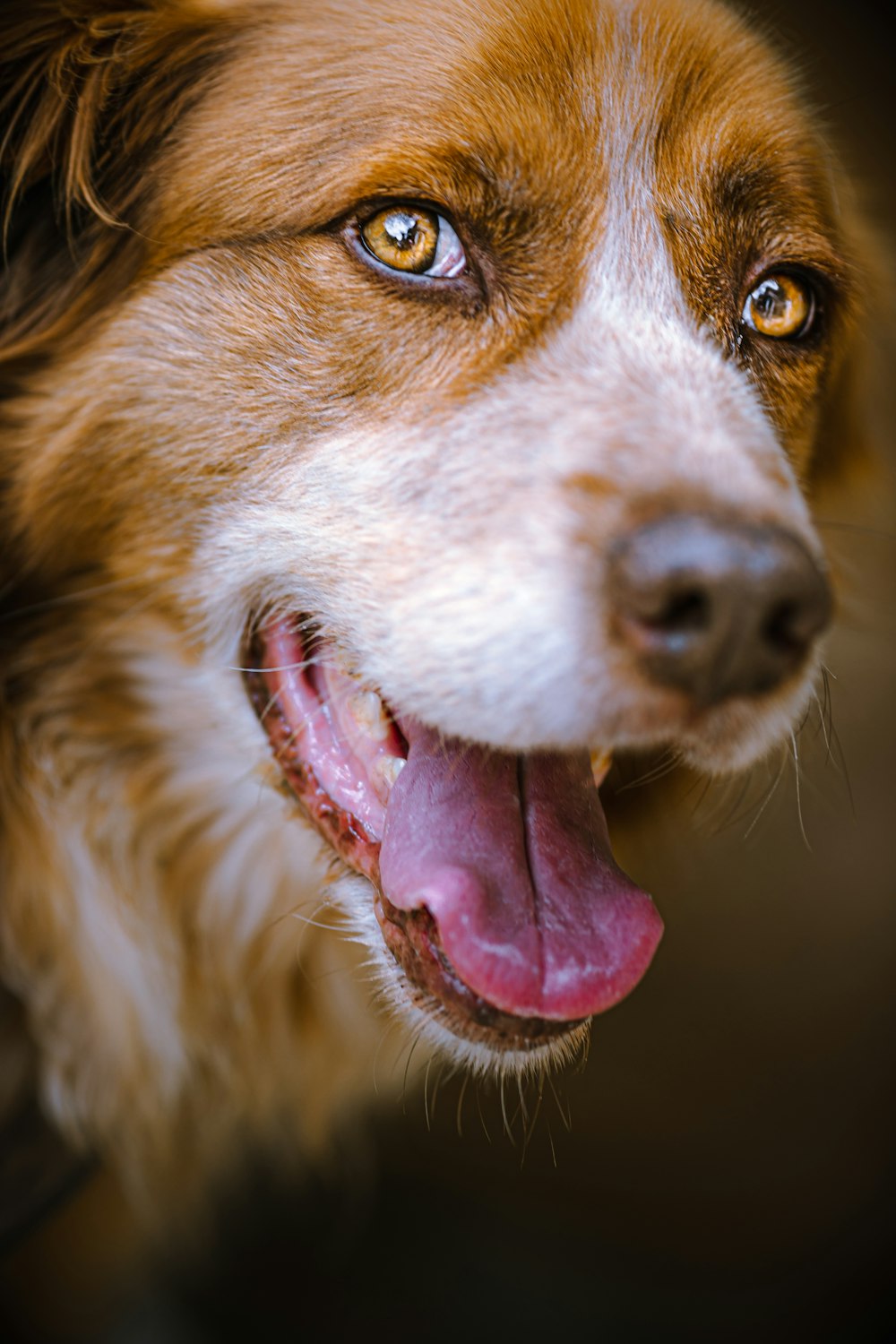 brown and white short coated dog