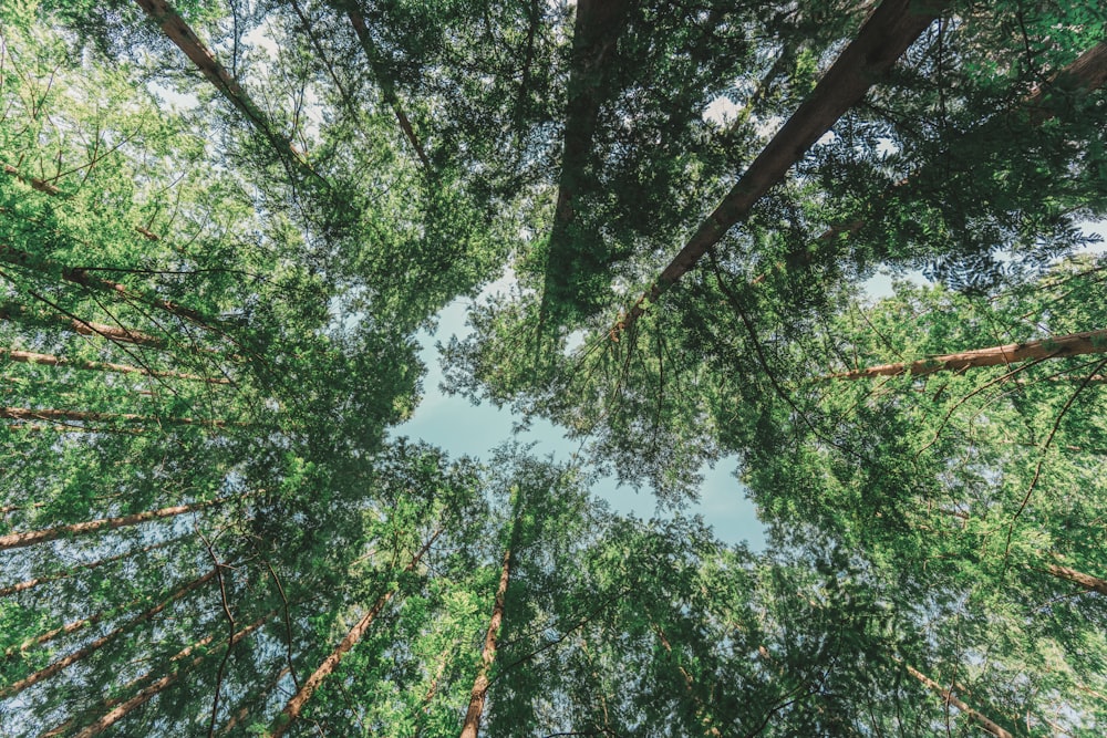 low angle photography of green trees during daytime