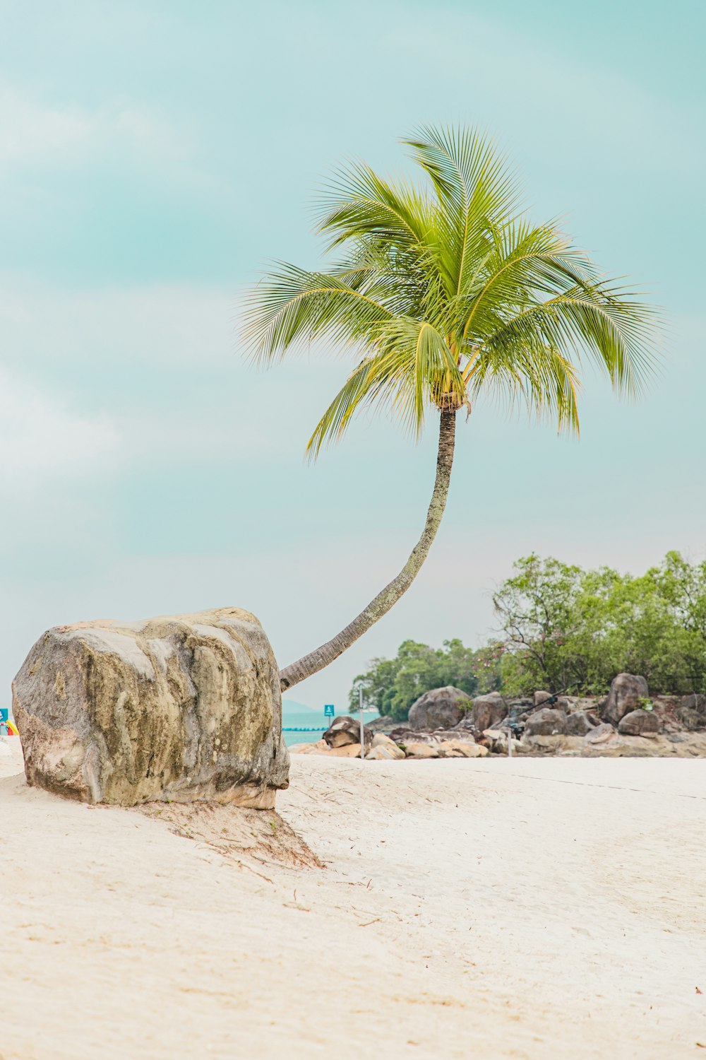 green palm tree on beach during daytime