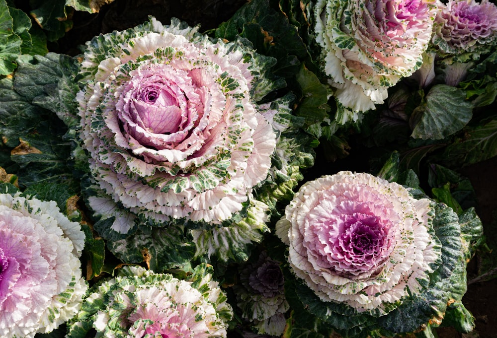 fiori rosa e bianchi con foglie verdi