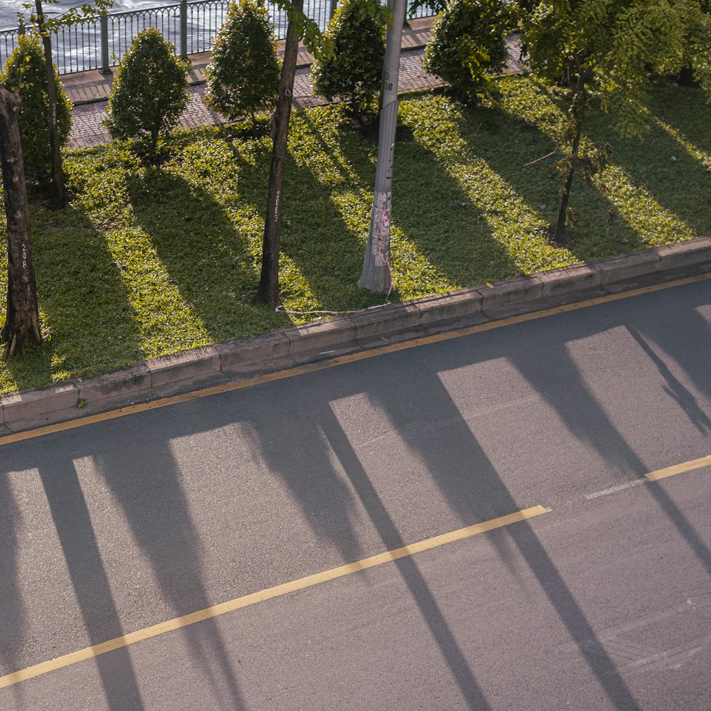 green trees beside gray concrete road