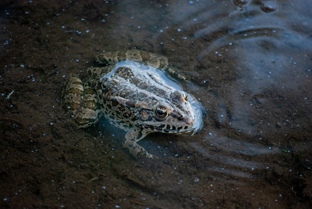 brown frog on water during daytime