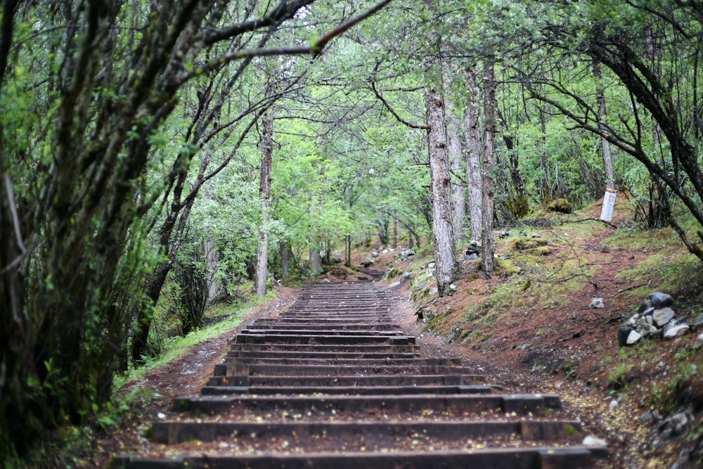 brown wooden bridge in the woods