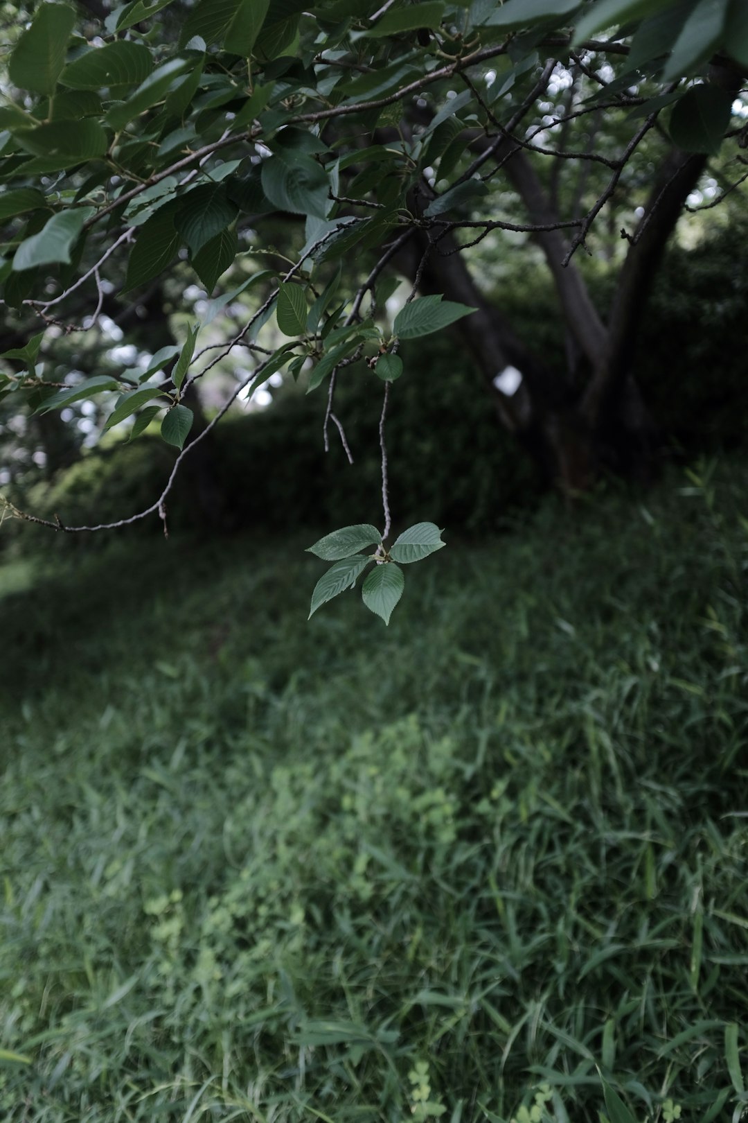 green plant on green grass field during daytime