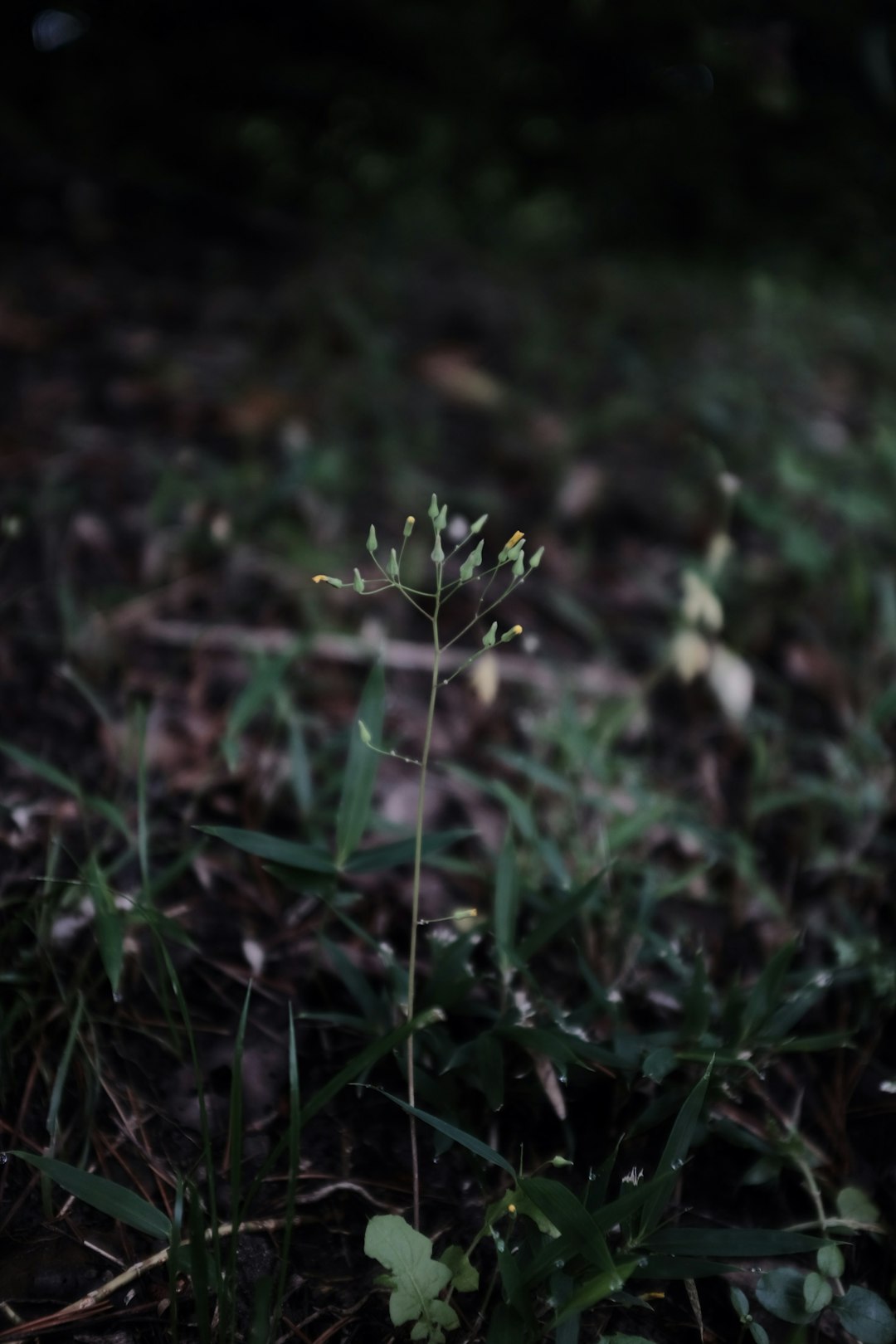 white flower on green grass