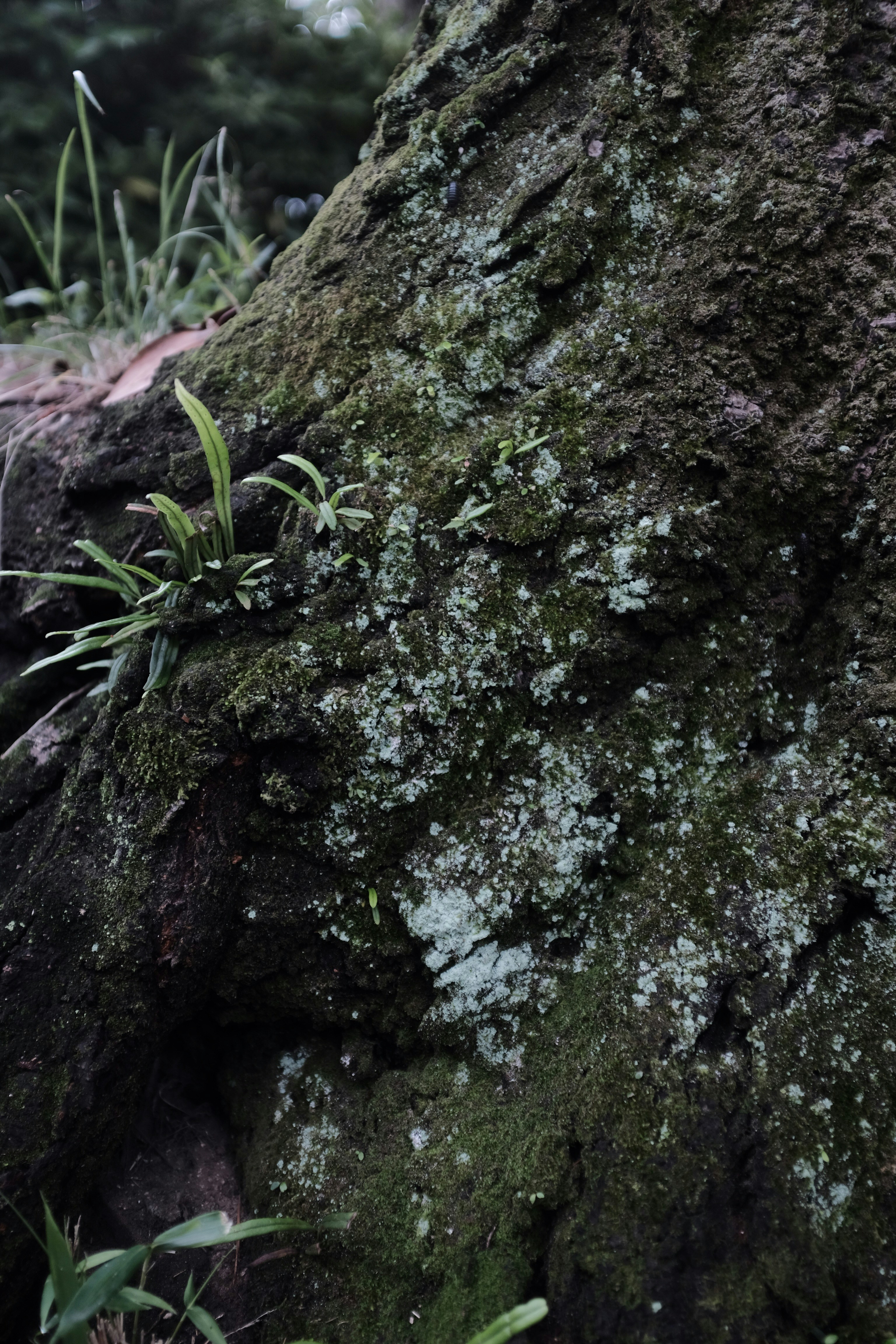 茶色の木の幹に緑の苔の写真 Unsplashで見つけるグレーの無料写真