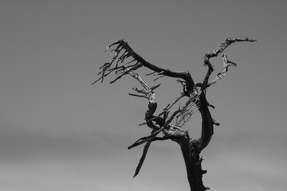 grayscale photo of leafless tree