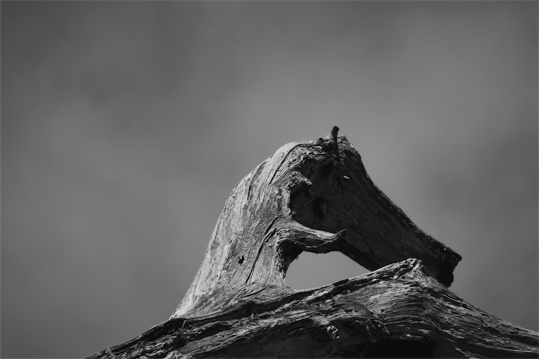 grayscale photo of wood log