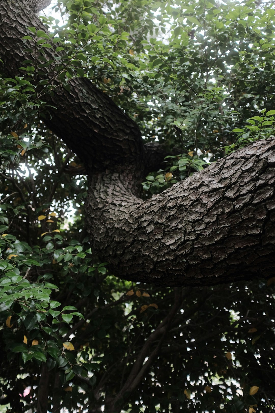 green tree with brown trunk