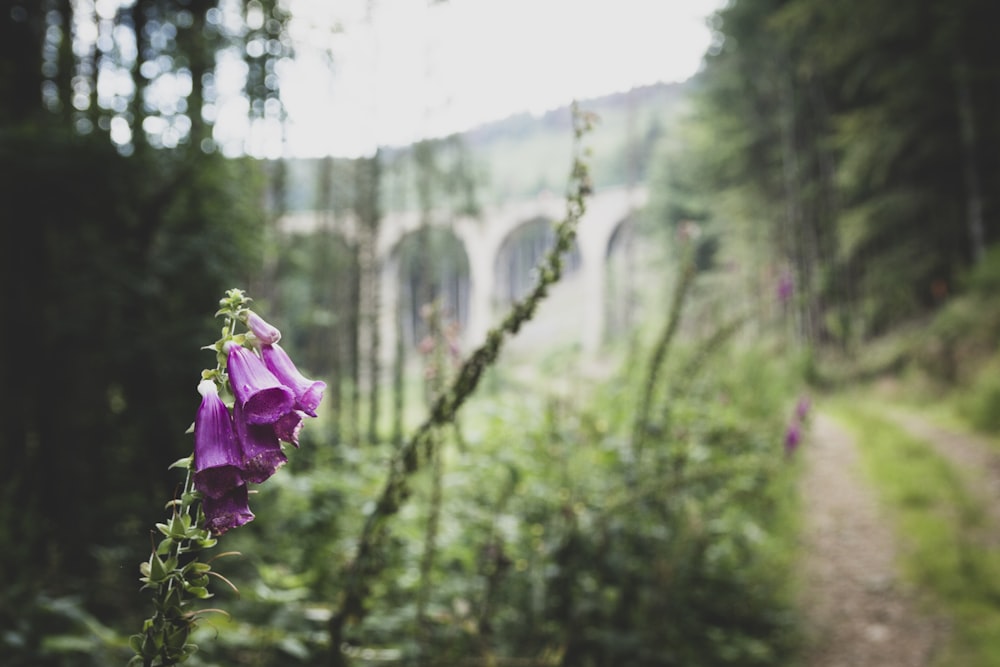 purple flower in tilt shift lens