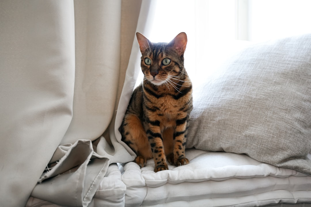 brown tabby cat on white textile