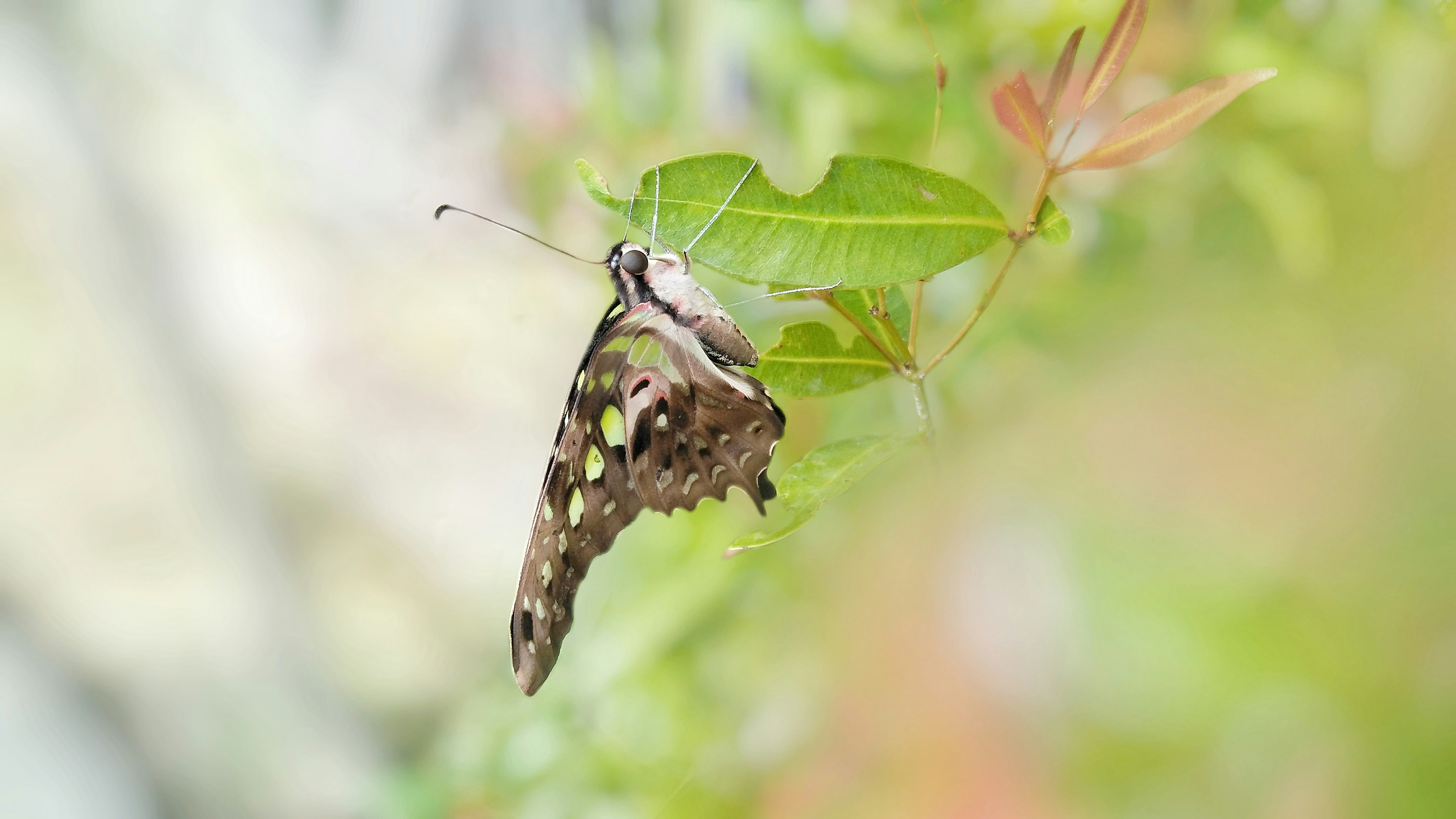 mariposa blanca y negra posada en hoja verde en fotografía de primer plano durante el día
