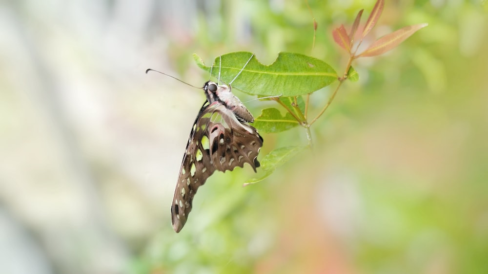 black and white butterfly perched on green leaf in close up photography during daytime