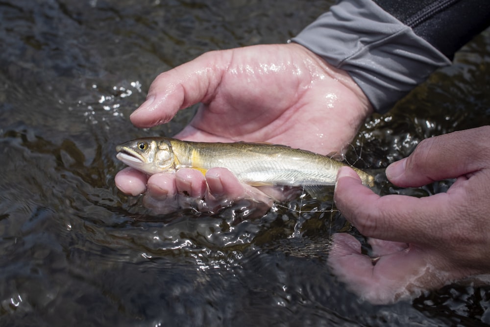 person holding brown and white fish