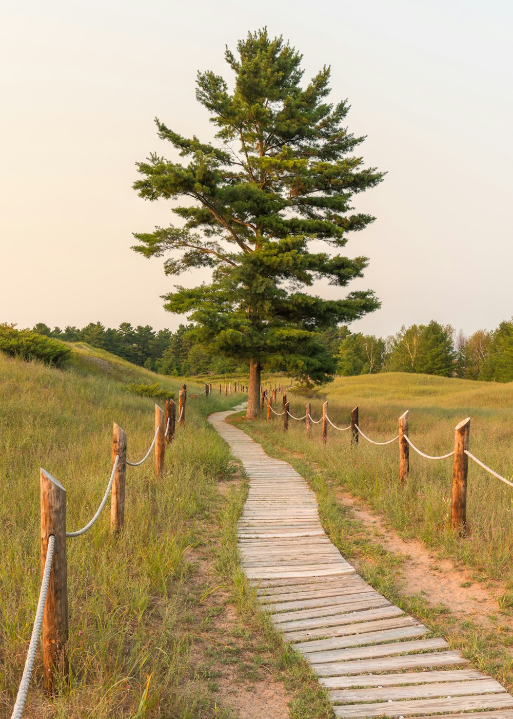 Sentiero in legno marrone tra il campo di erba verde e gli alberi verdi durante il giorno