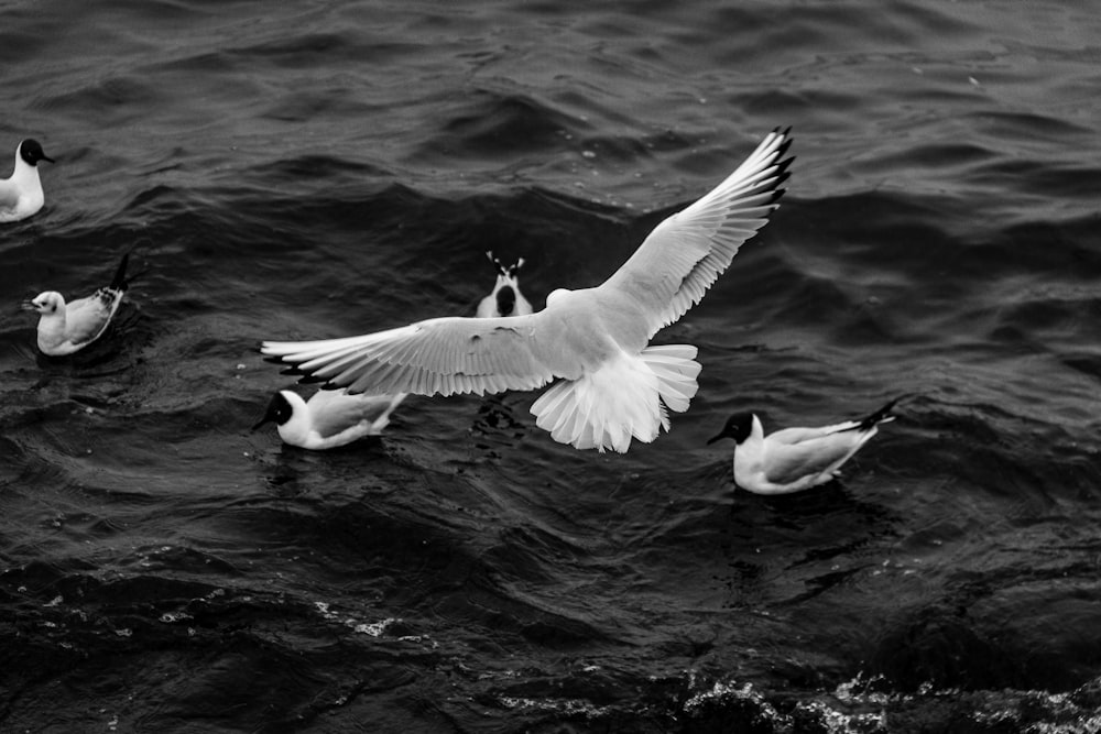 white and black bird flying over the sea