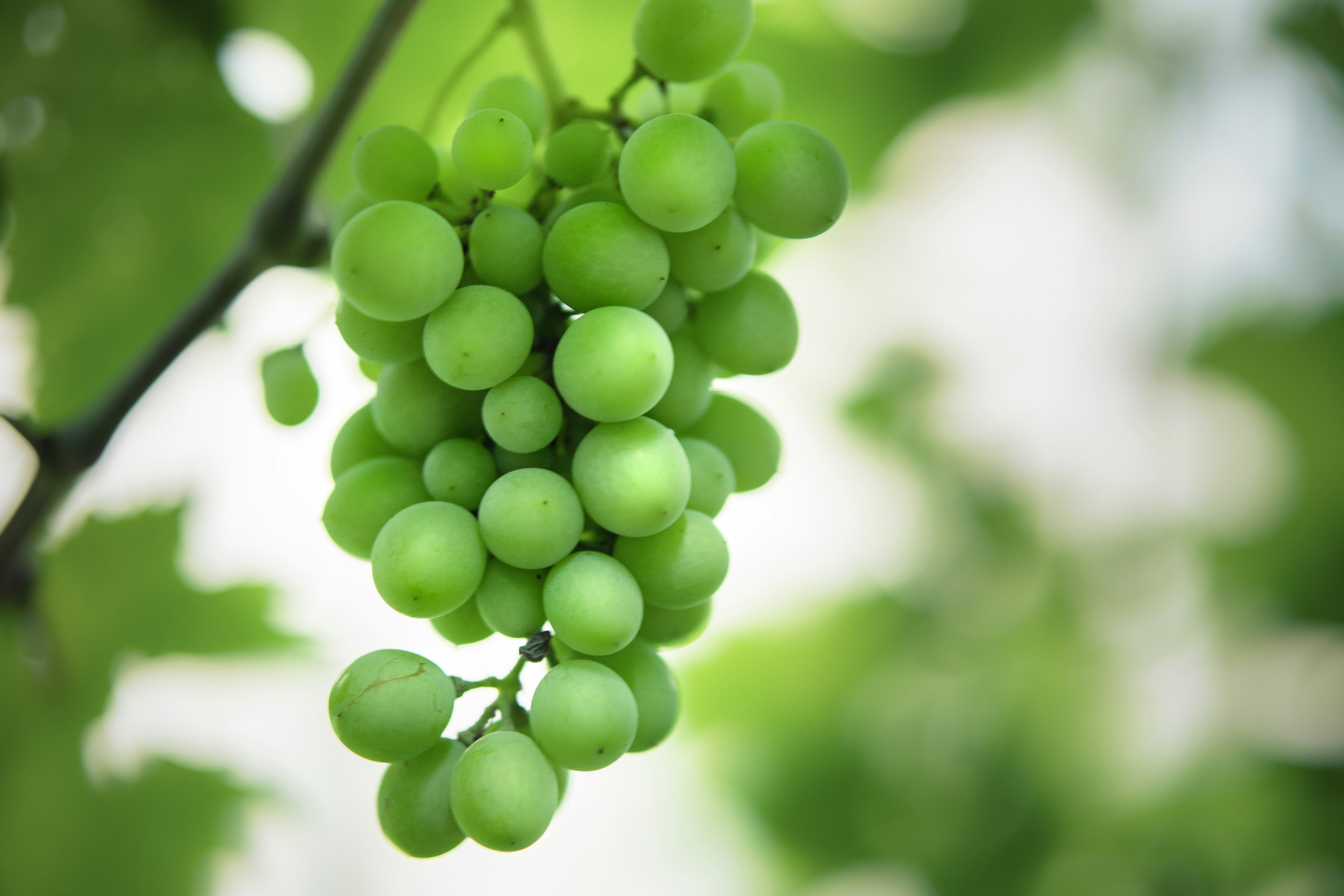 Photo by juliuscarmine