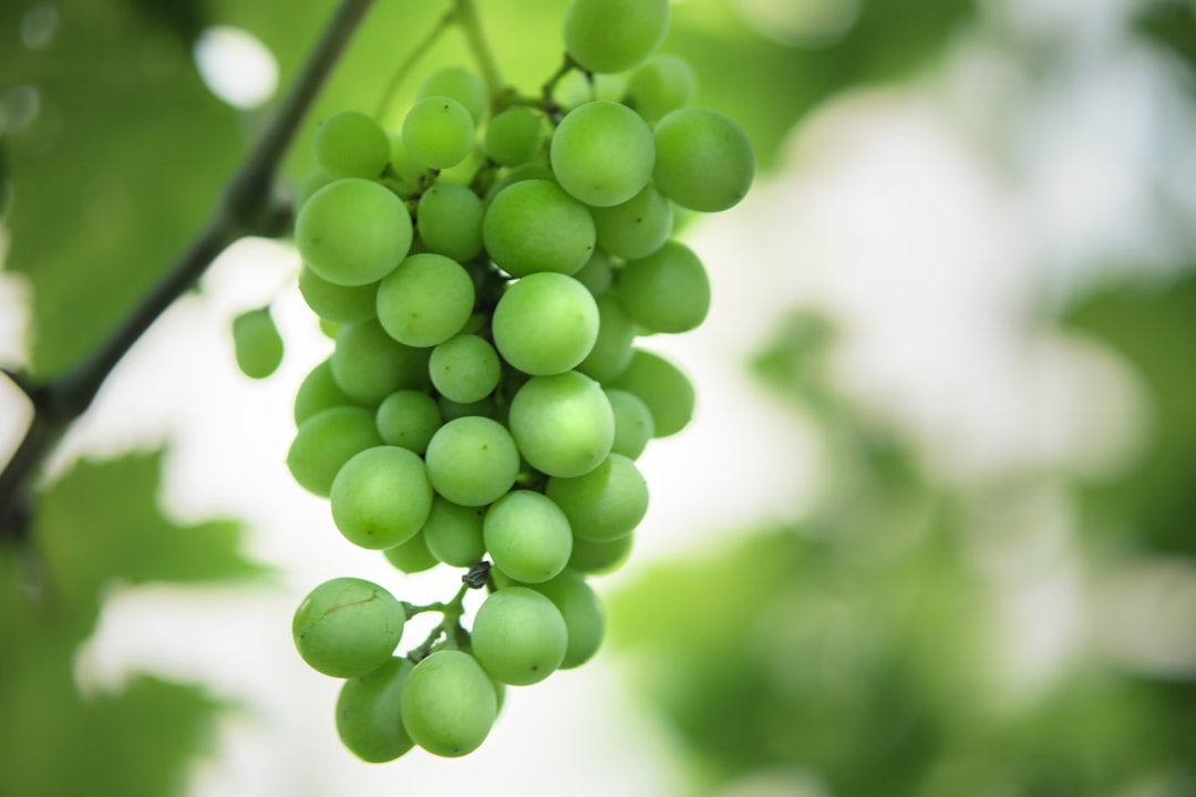 green grapes in close up photography