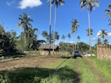 A rural scene featuring a dirt path running through a lush green landscape with tall palm trees scattered throughout. On the left, there's a vegetable garden with various plants growing. A traditional wooden hut with a thatched roof is visible, surrounded by a wooden fence. A car is parked on the path, and several people can be seen in the background near piles of bags.