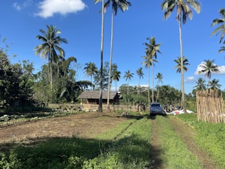 A rural scene featuring a dirt path running through a lush green landscape with tall palm trees scattered throughout. On the left, there's a vegetable garden with various plants growing. A traditional wooden hut with a thatched roof is visible, surrounded by a wooden fence. A car is parked on the path, and several people can be seen in the background near piles of bags.