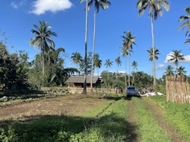 A rural scene featuring a dirt path running through a lush green landscape with tall palm trees scattered throughout. On the left, there
