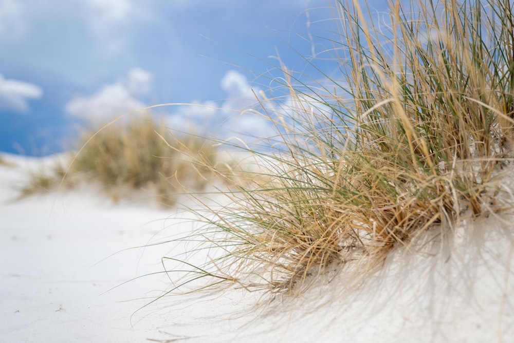 brown grass on white snow field during daytime