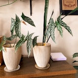 Two potted plants with green leaves covered in white spots sit on a wooden table. The vases are beige with a ribbed texture. A stack of papers lies nearby, and a part of a framed certification is visible on the wall.