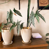 Close-up of a ZenithBio certificate framed on a wooden wall with green leaves around.