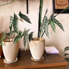 Two potted plants with green leaves covered in white spots sit on a wooden table. The vases are beige with a ribbed texture. A stack of papers lies nearby, and a part of a framed certification is visible on the wall.