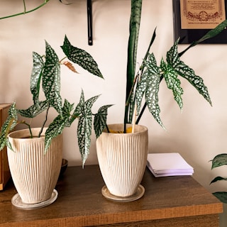 Certificates of completion displayed on a wooden desk with a plant.