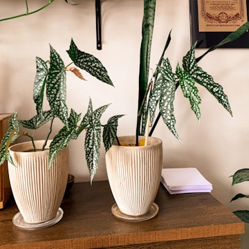 Two potted plants with green leaves covered in white spots sit on a wooden table. The vases are beige with a ribbed texture. A stack of papers lies nearby, and a part of a framed certification is visible on the wall.
