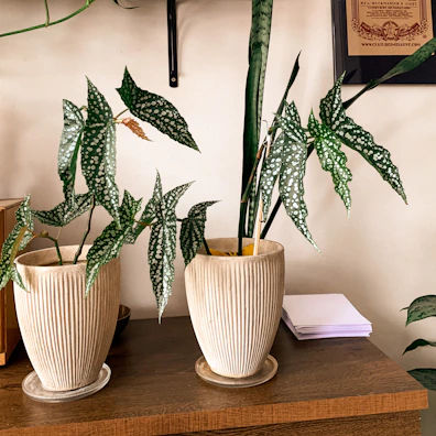 Close-up of a phytosanitary certificate with official stamps and signatures.