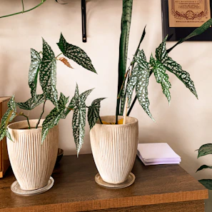 Close-up of a ZenithBio certificate framed on a wooden wall with green leaves around.