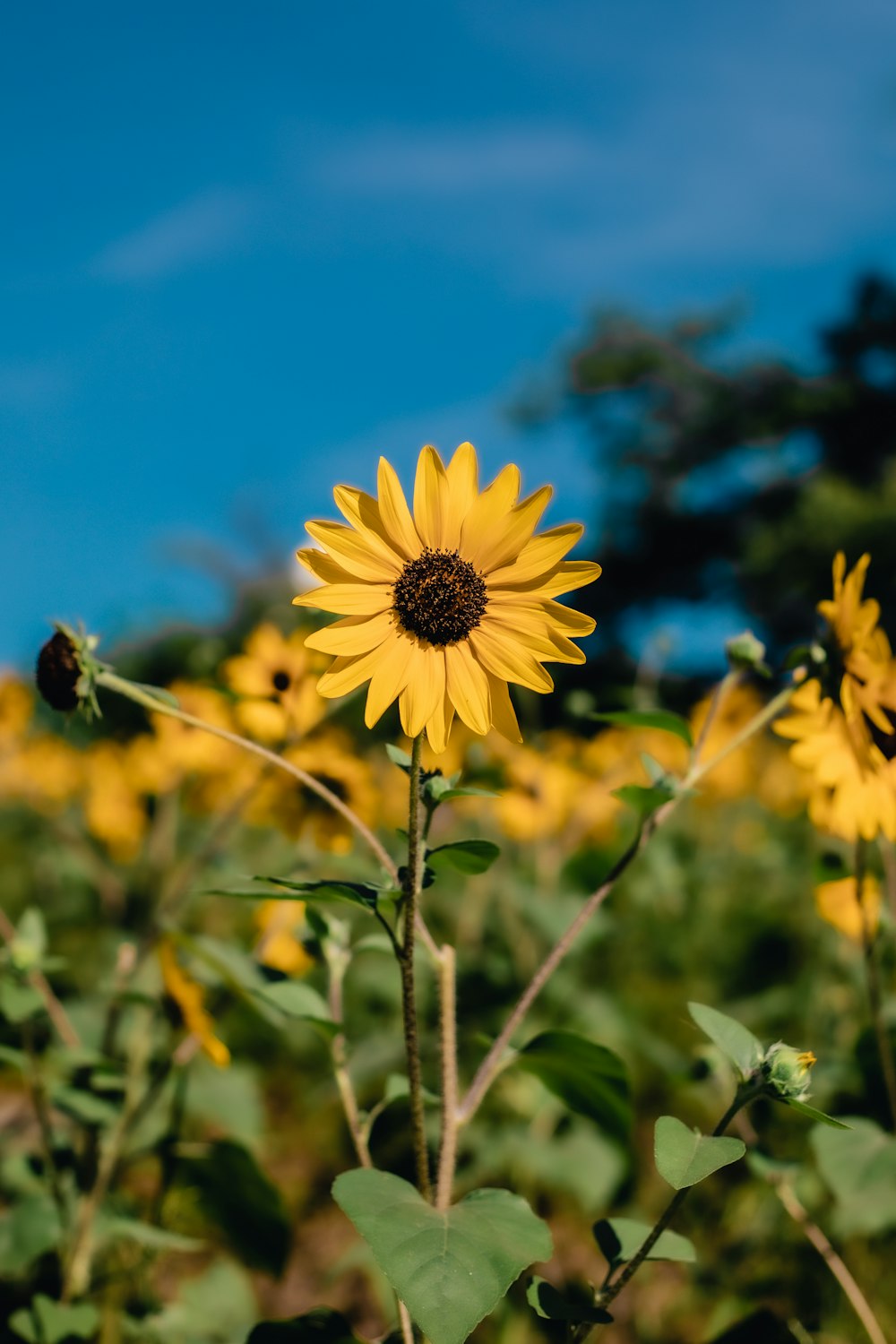 yellow and black flower under blue sky during daytime