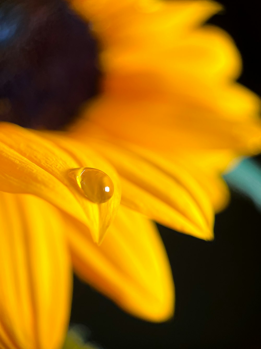 water droplet on yellow flower
