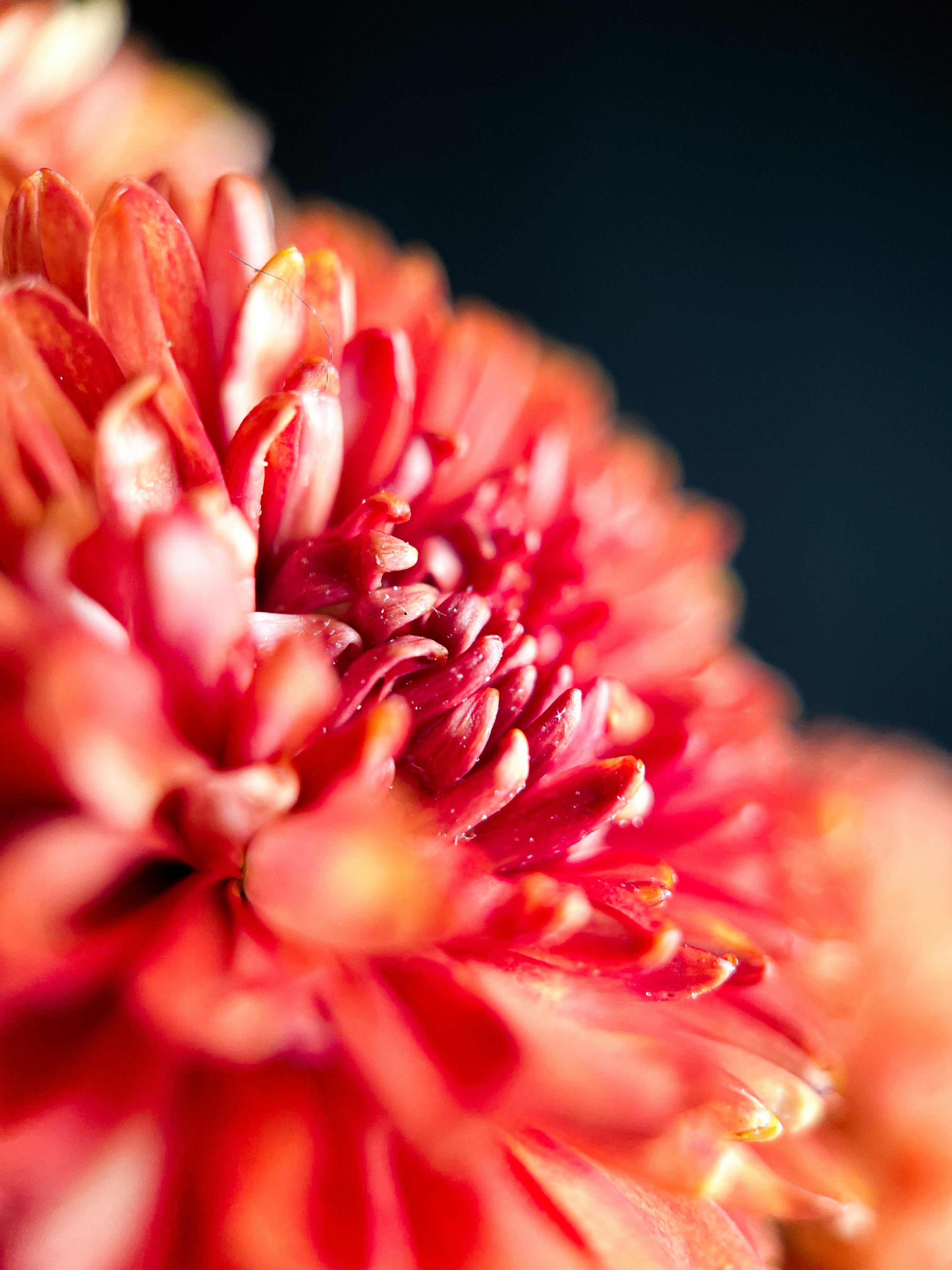 red and white flower in close up photography