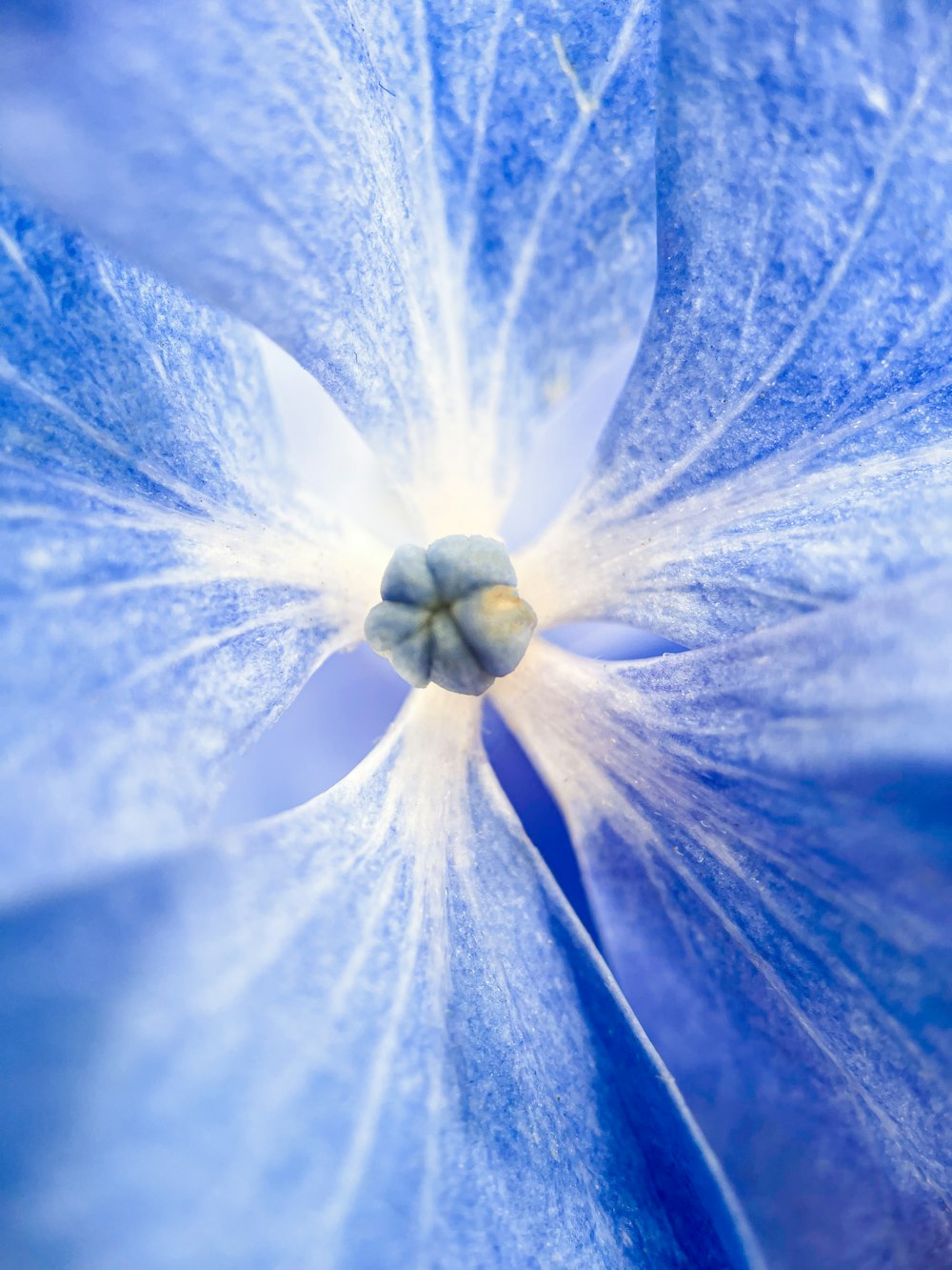 yellow and blue flower painting